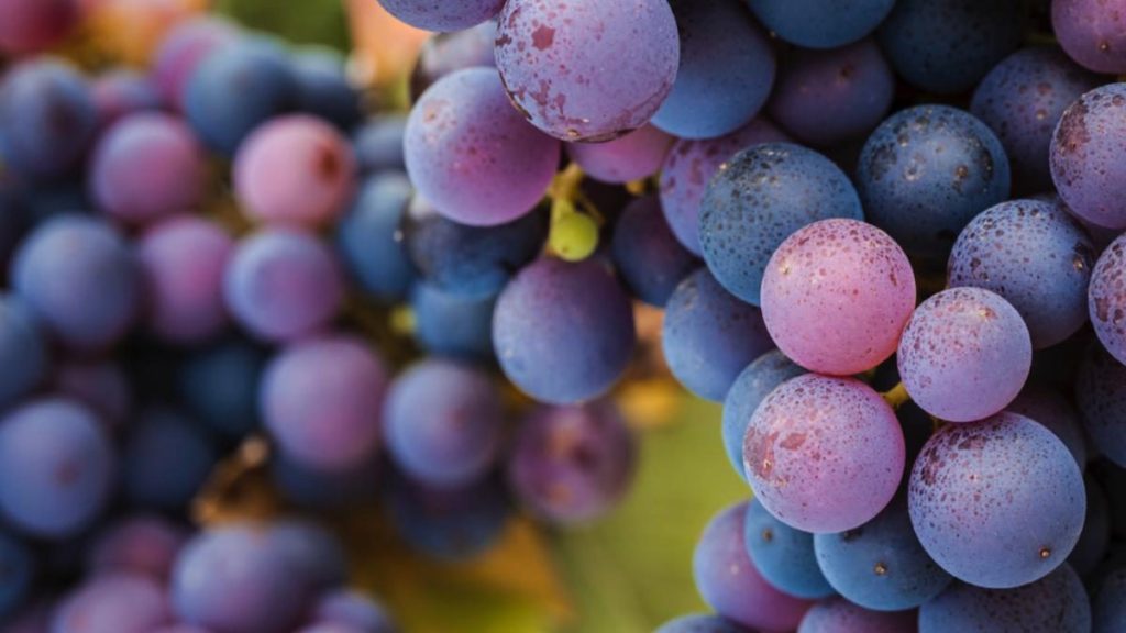 Incredible Health Benefits of Dim Grapes