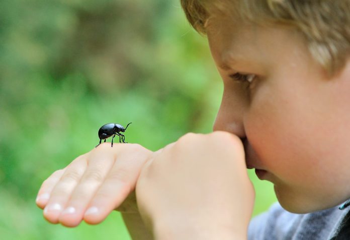 Learn Insect Names to Kids in English