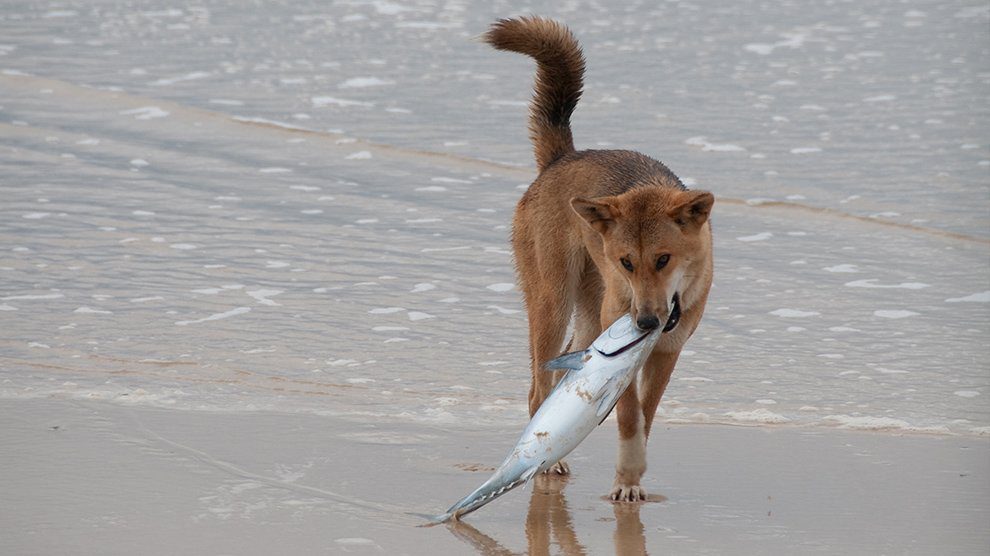 fish-for-dog