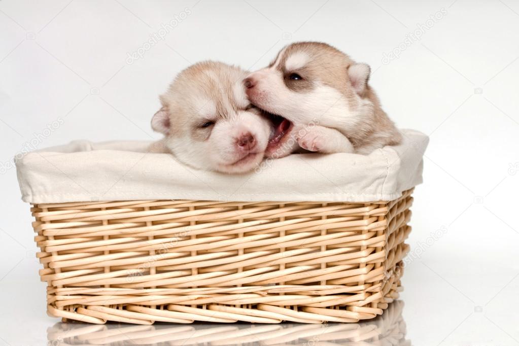 How Much Should New-Born Puppies Sleep?