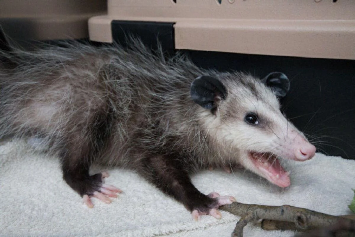 Opossum Removal in Brampton